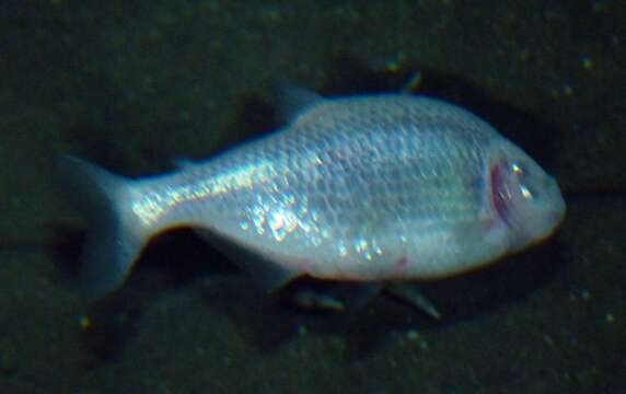 Image of Cave Tetra