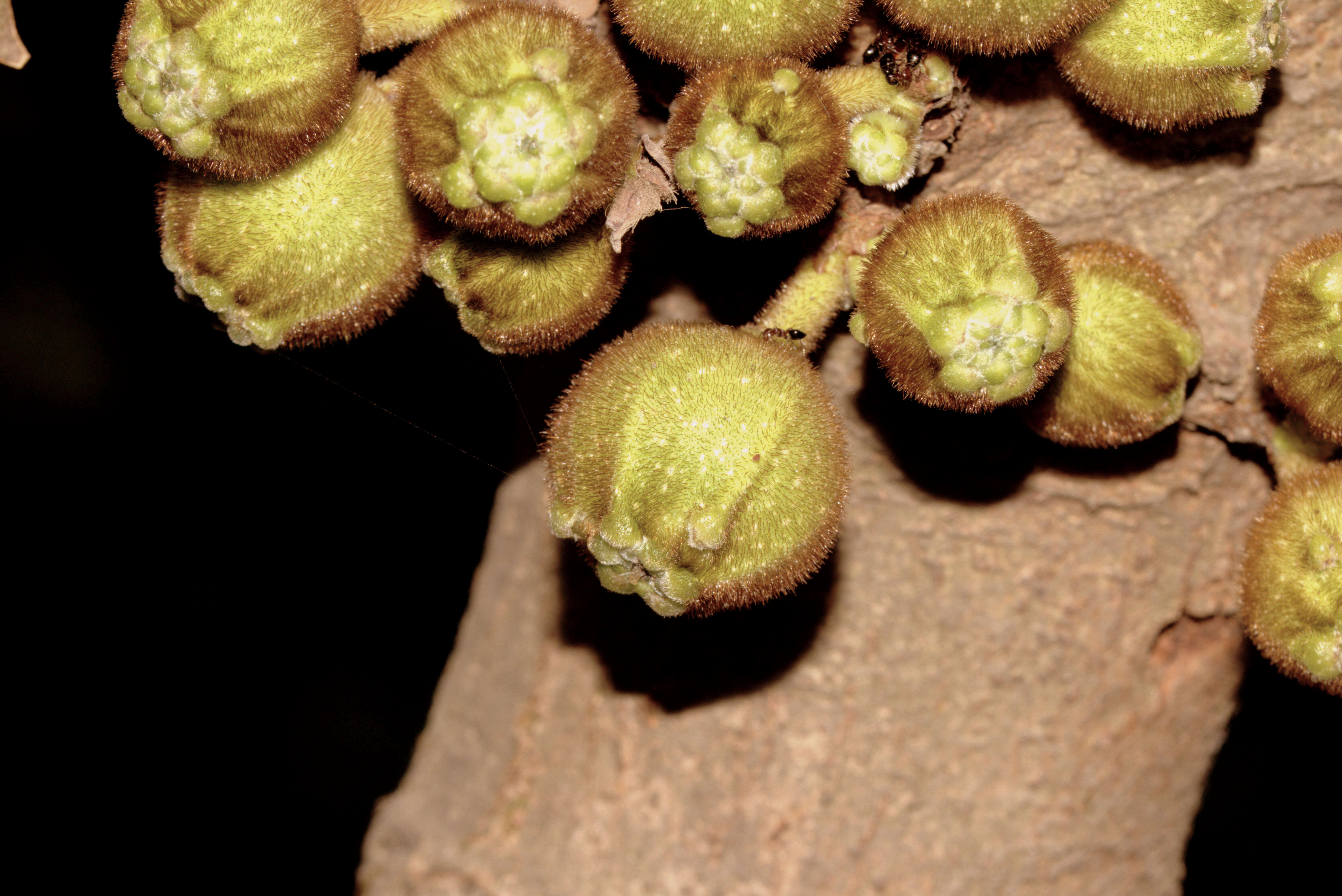 Image of Ficus hispida L. fil.