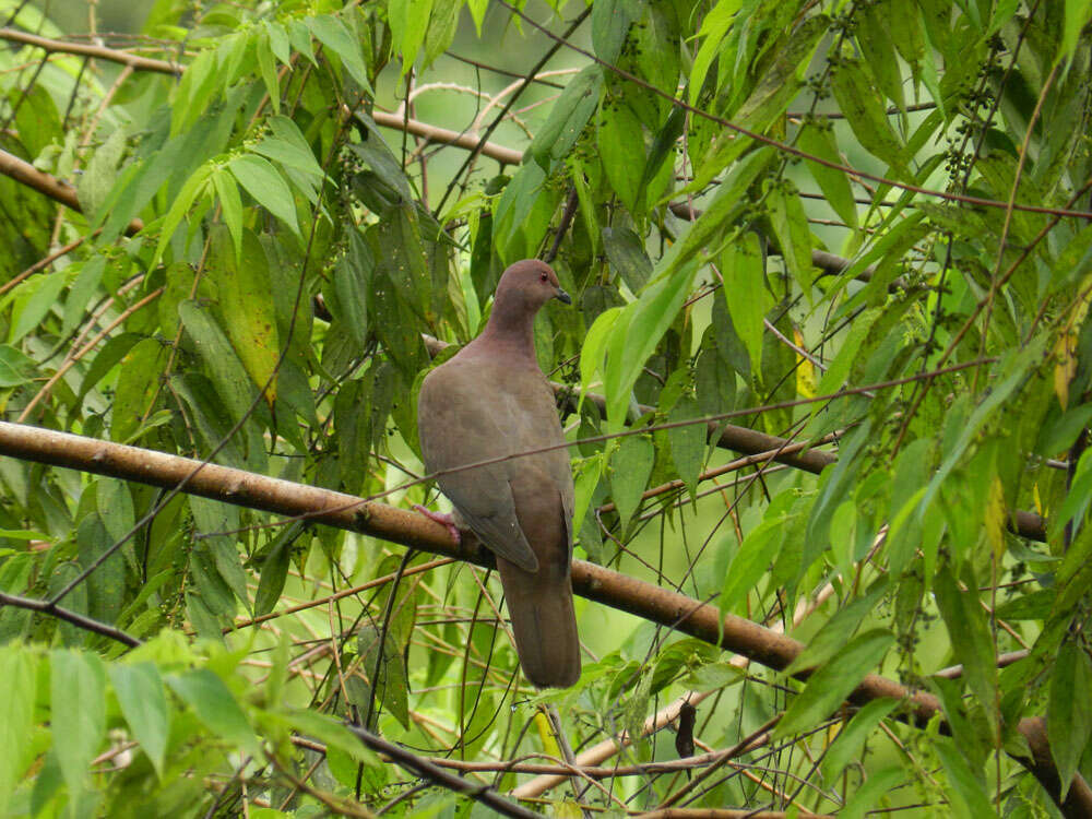 Patagioenas nigrirostris (Sclater & PL 1860) resmi