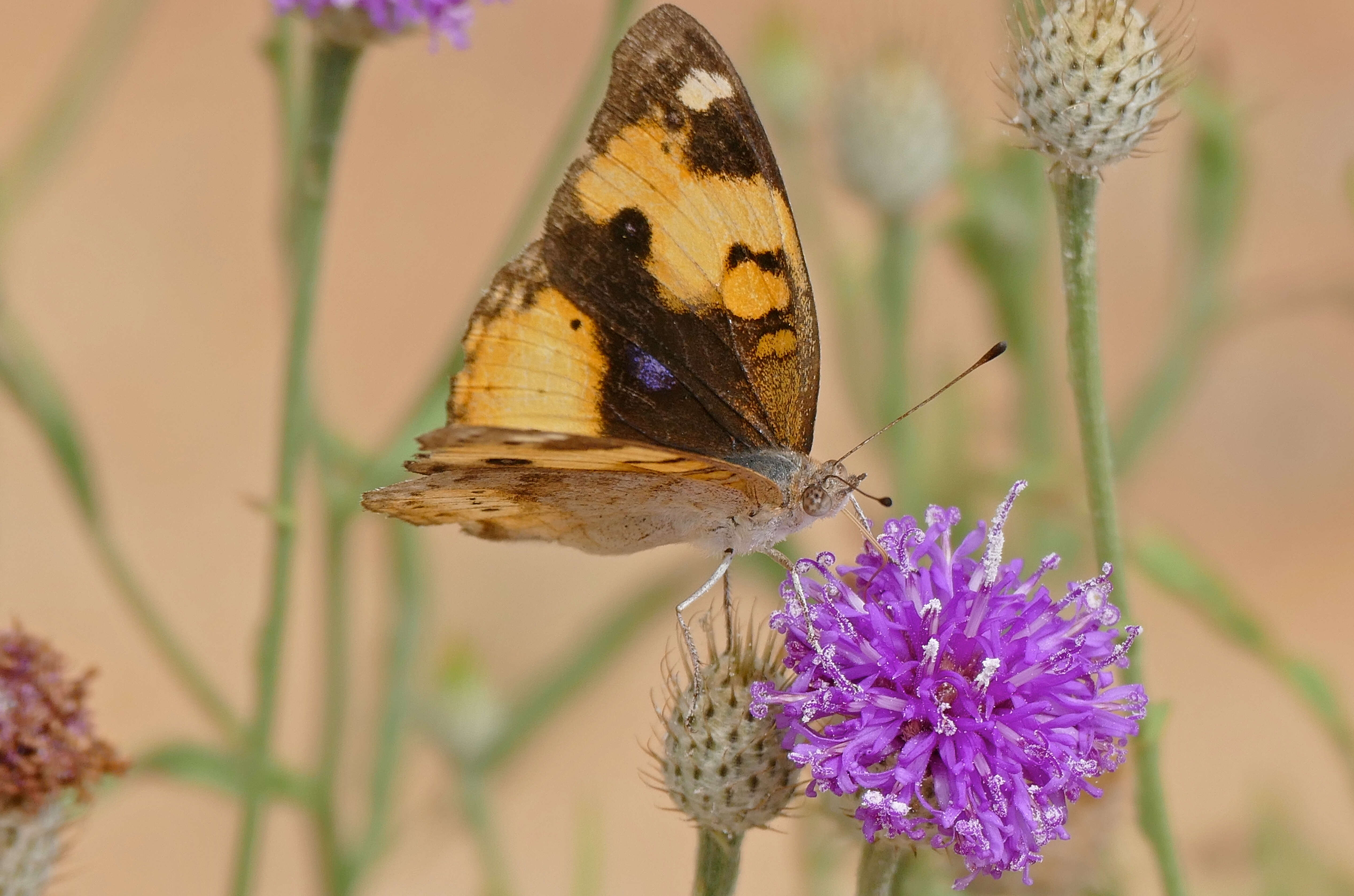 Image of Yellow Pansy