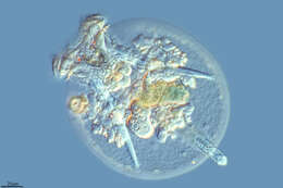 Image of turtle rotifer