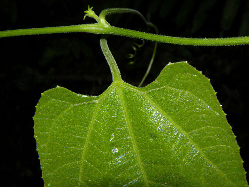 Image of Cayaponia prunifera (Poepp. & Endl.)