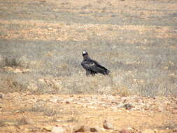 Image of Wedge-tailed Eagle