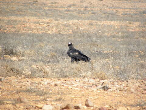 Image of Wedge-tailed Eagle