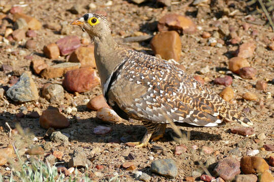 Image of Double-banded Sandgrouse