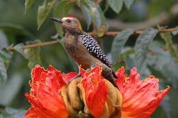 Image of Hoffmann's Woodpecker