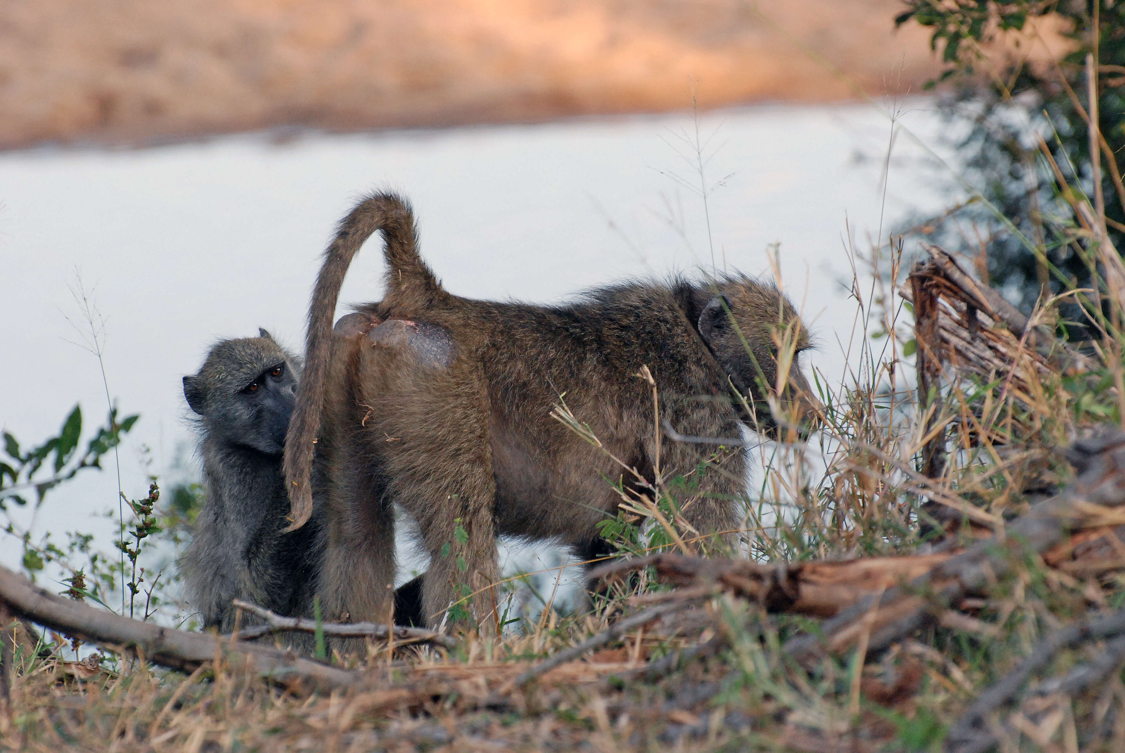 Image of Baboon