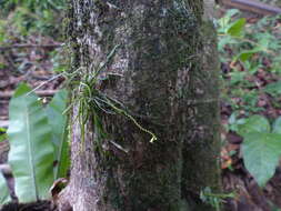Image of taeniophyllum