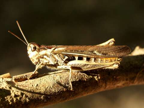 Image of Chorthippus (Glyptobothrus) jacobsi Harz 1975