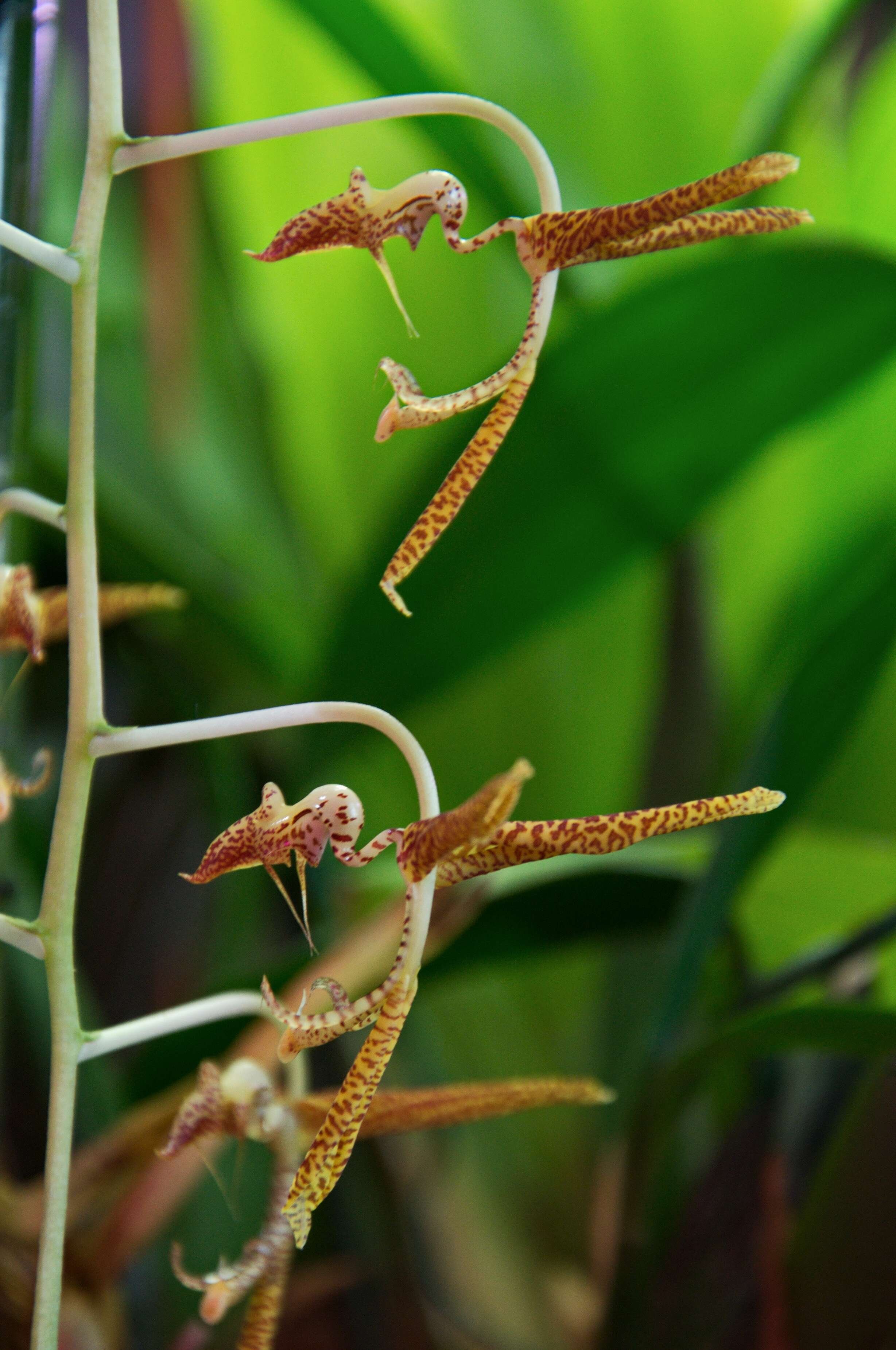 Imagem de Gongora rufescens Jenny