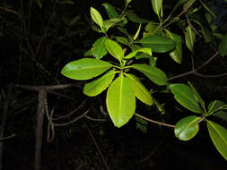 Image of mangrove