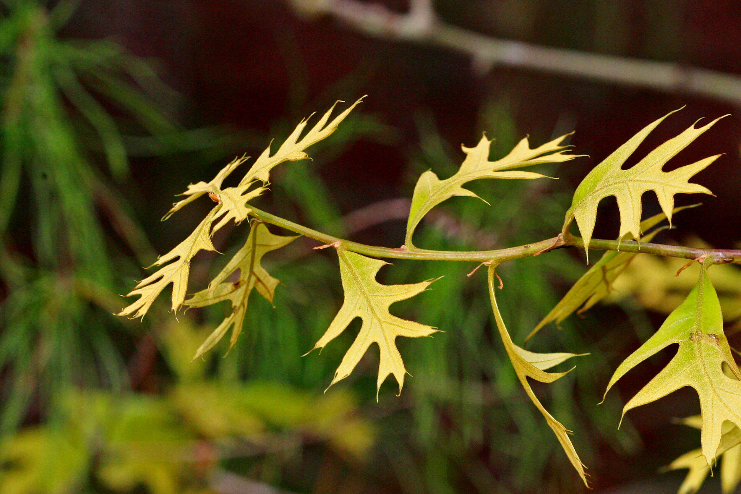 Image of Turkey Oak