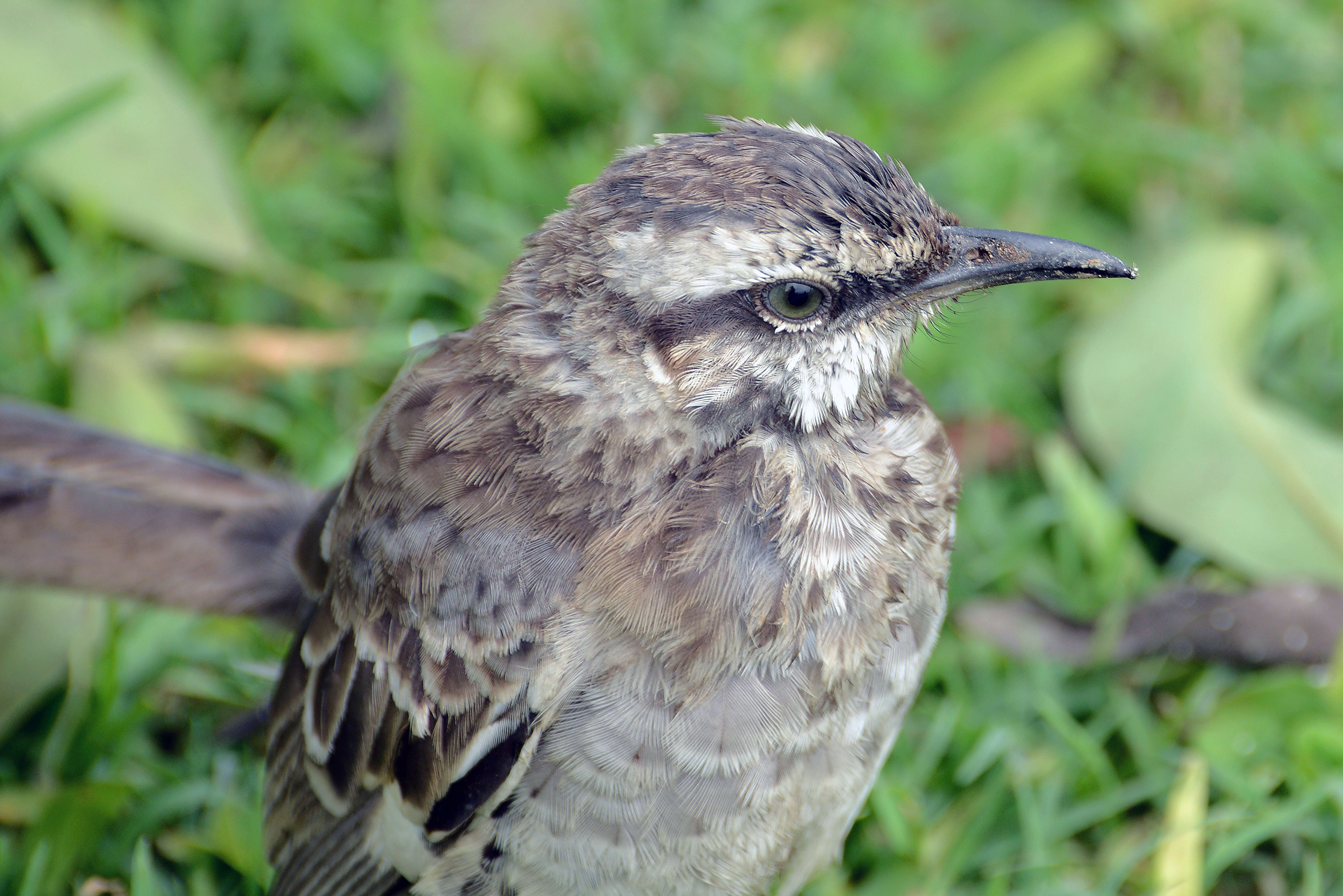 Image of Mimus Boie & F 1826