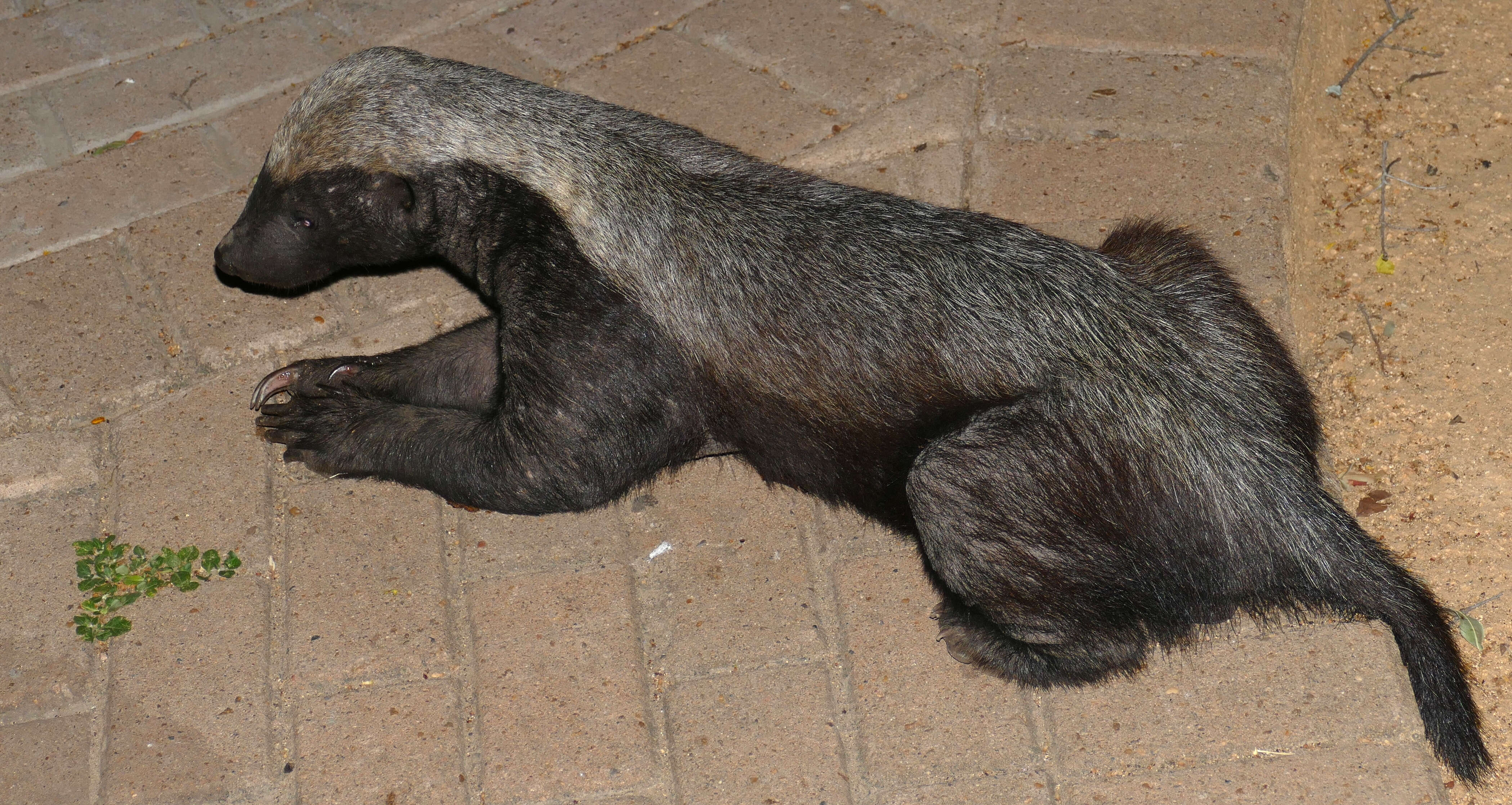 Image of ratel