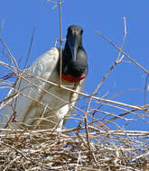 Image of Jabiru Hellmayr 1906