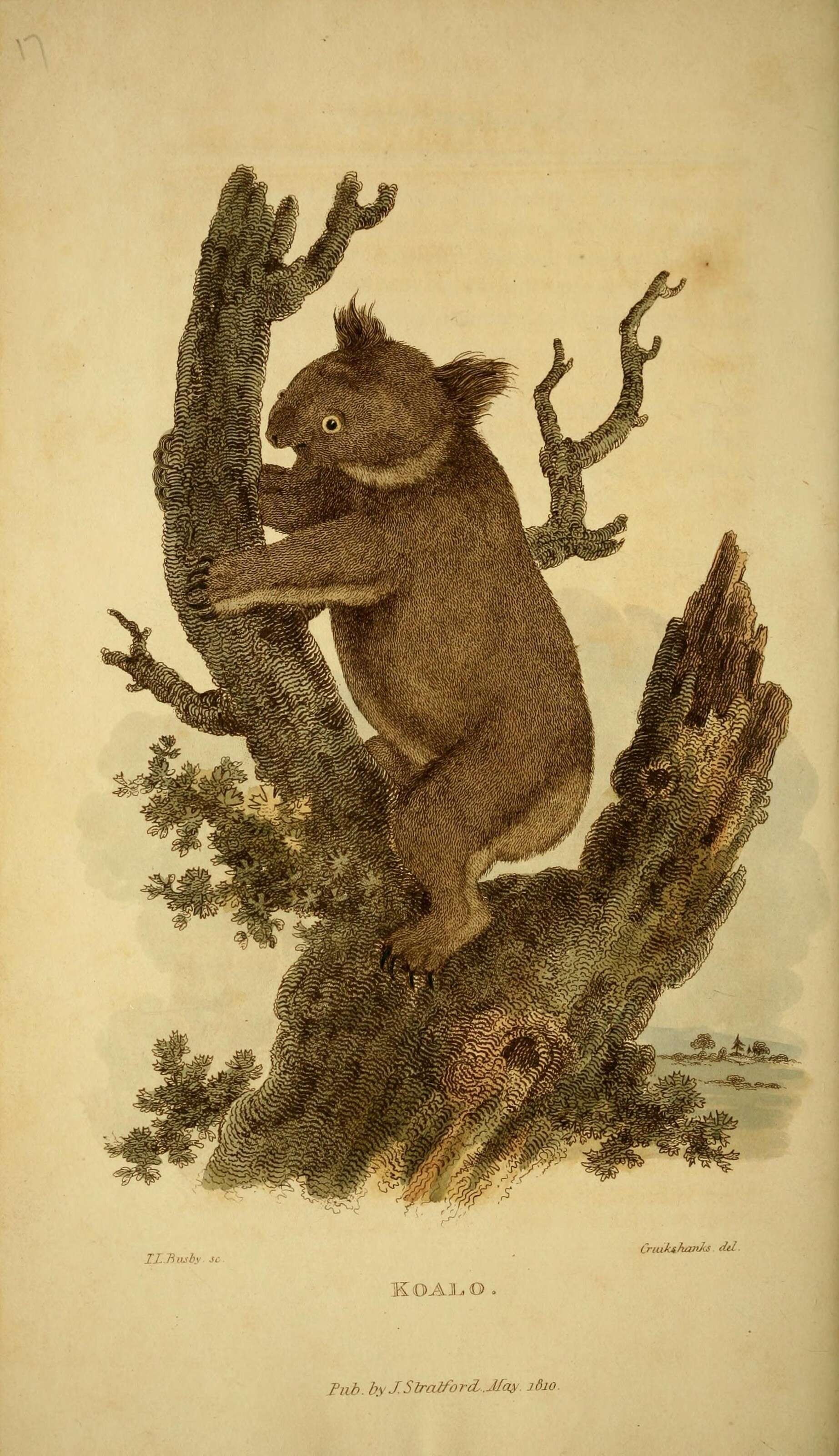 Image of koalas