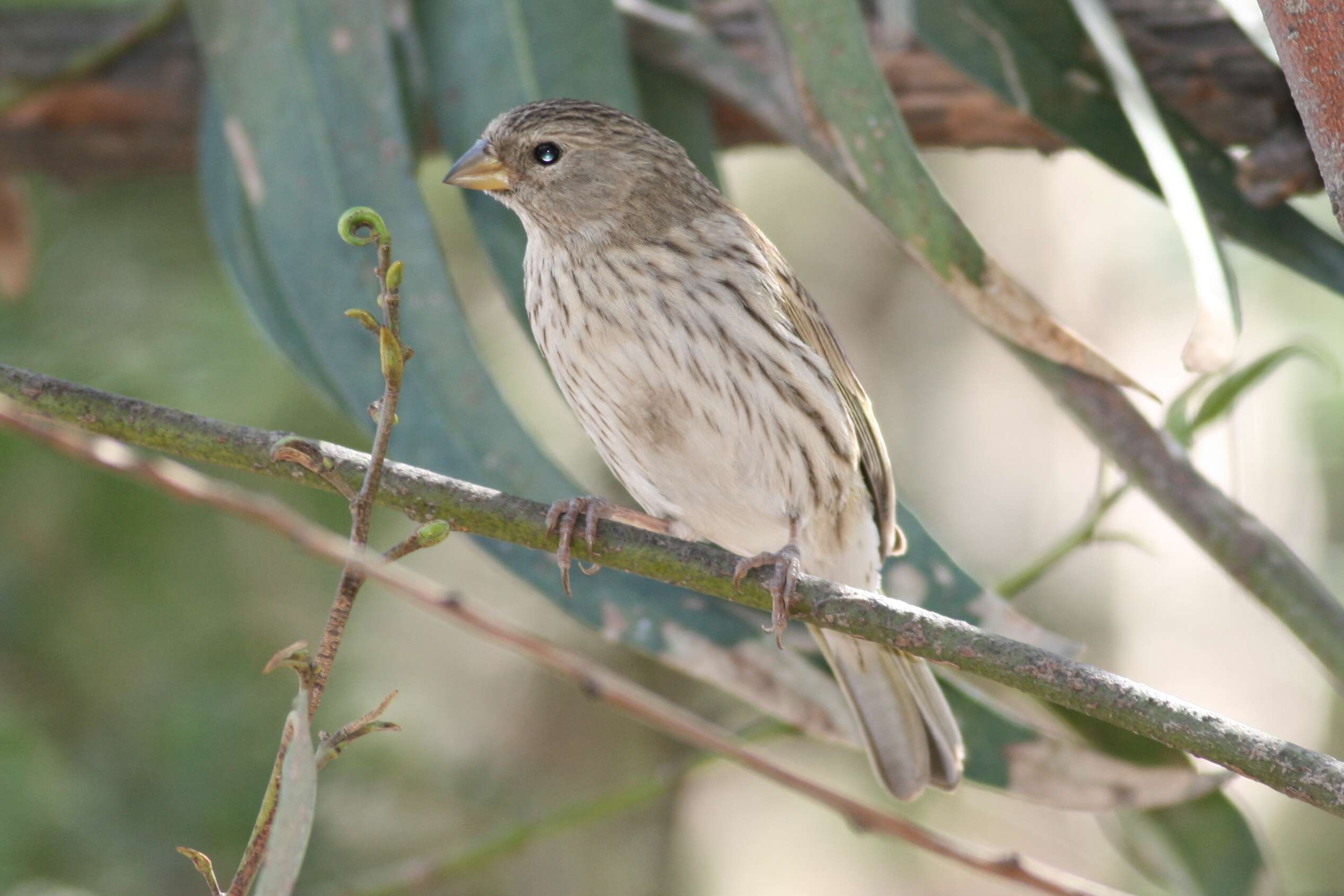 Image of Saffron Finch