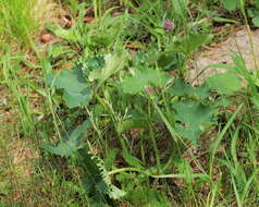 Image of Adenostyles alpina (L.) Bluff & Fingerh.