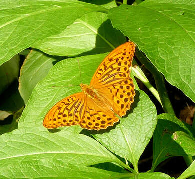 Imagem de Argynnis paphia Linnaeus 1758