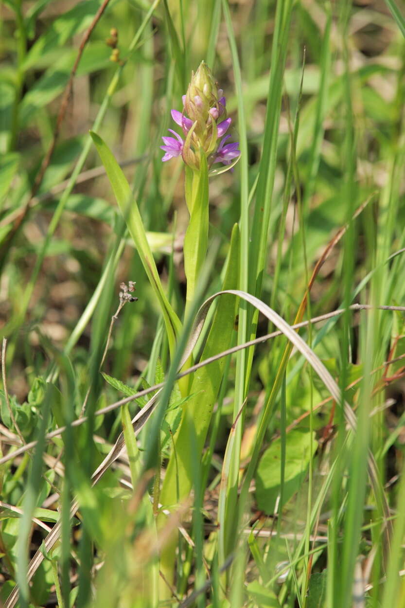 Dactylorhiza incarnata subsp. incarnata resmi