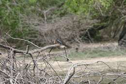 Image of Alcedo Linnaeus 1758