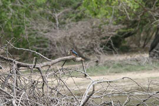 Image of Common Kingfisher