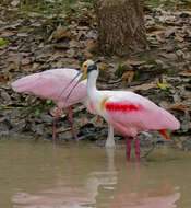 Image of Roseate Spoonbill