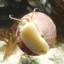 Sivun Calliostoma zizyphinum (Linnaeus 1758) kuva