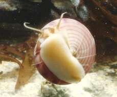 Image of Calliostomatidae Thiele 1924