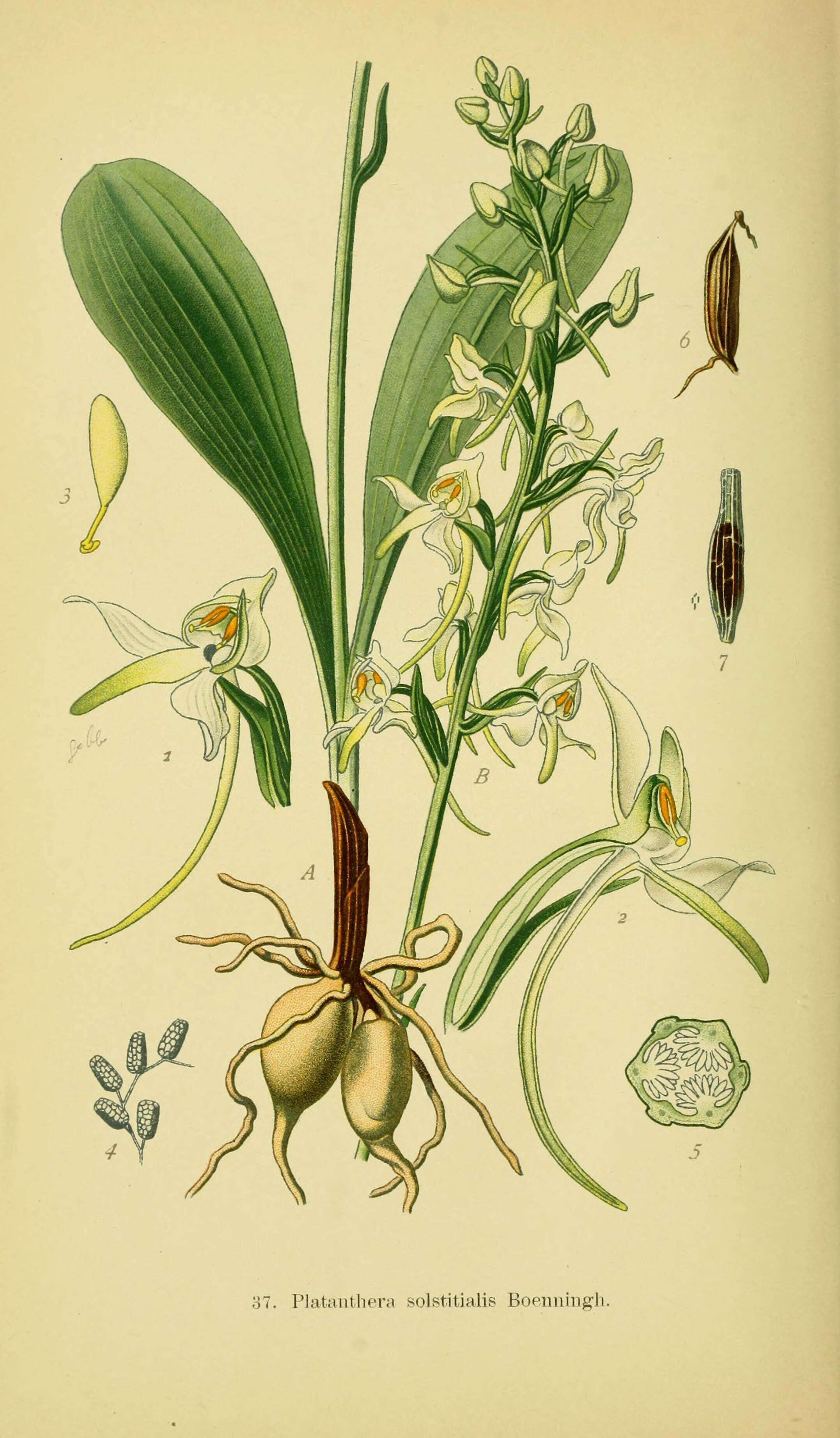 Image of lesser butterfly-orchid