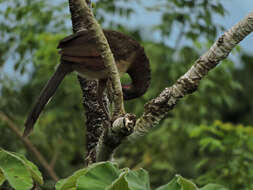 Image of Gray-headed Chachalaca