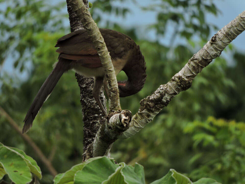 Image of Gray-headed Chachalaca