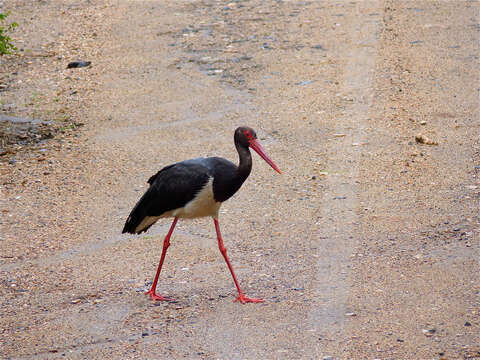 Image of Black Stork