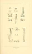 Image of Ornithomimus Marsh 1890