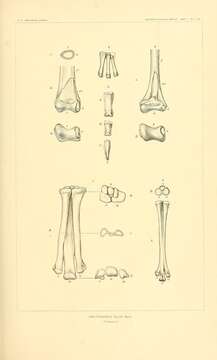 Image of Ornithomimus Marsh 1890