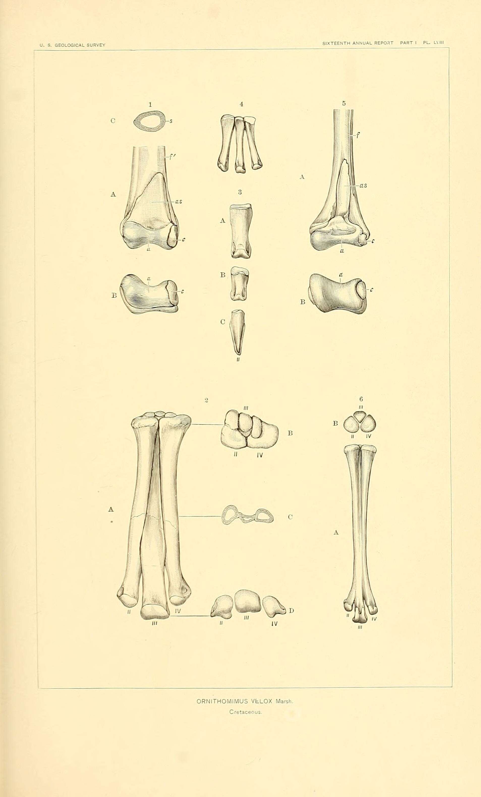 Image of ornithomimids