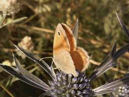 Image of small heath