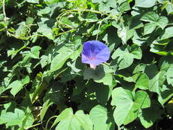 Image of Beach moonflower