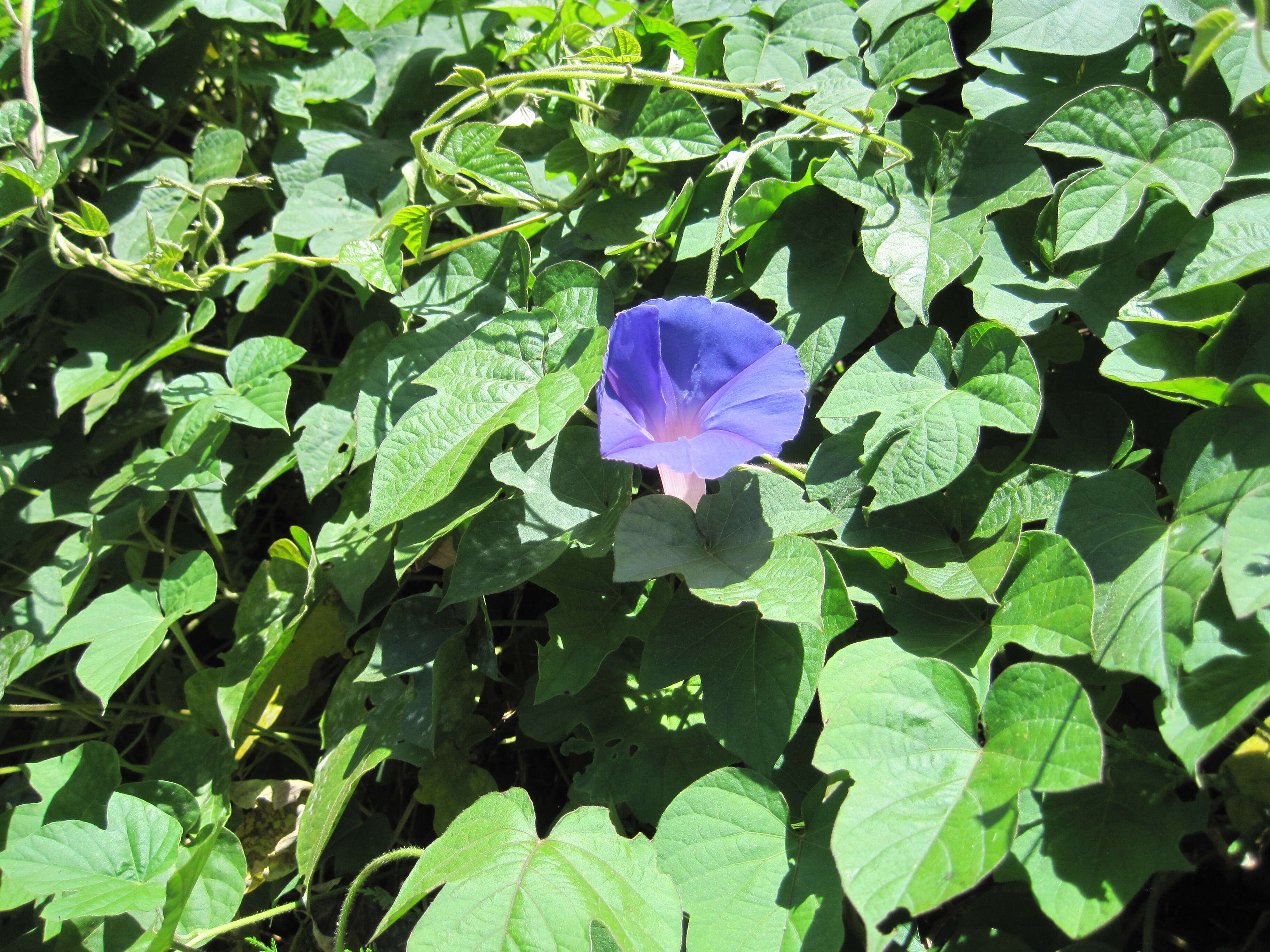 Image of Beach moonflower