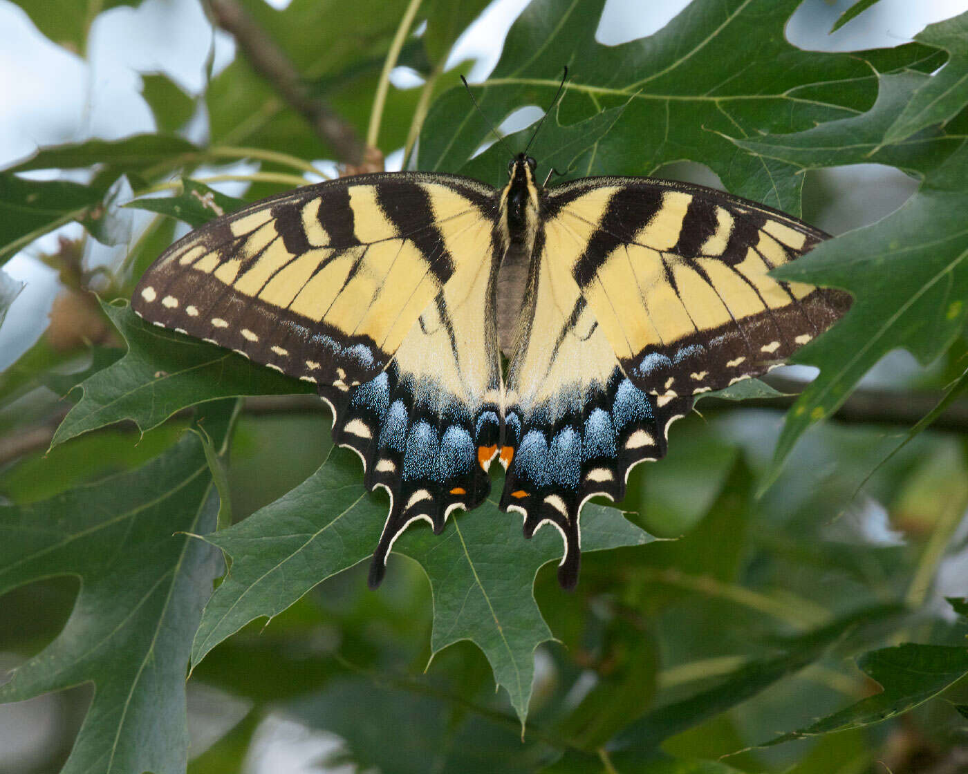 Image of Papilio