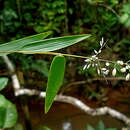 Image of Parodiolyra ramosissima (Trin.) Soderstr. & Zuloaga