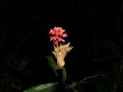 Imagem de Calliandra grandifolia P. H. Allen