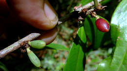 Image of Erythroxylum nobile O. E. Schulz