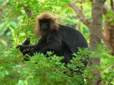 Image of Black Leaf Monkey