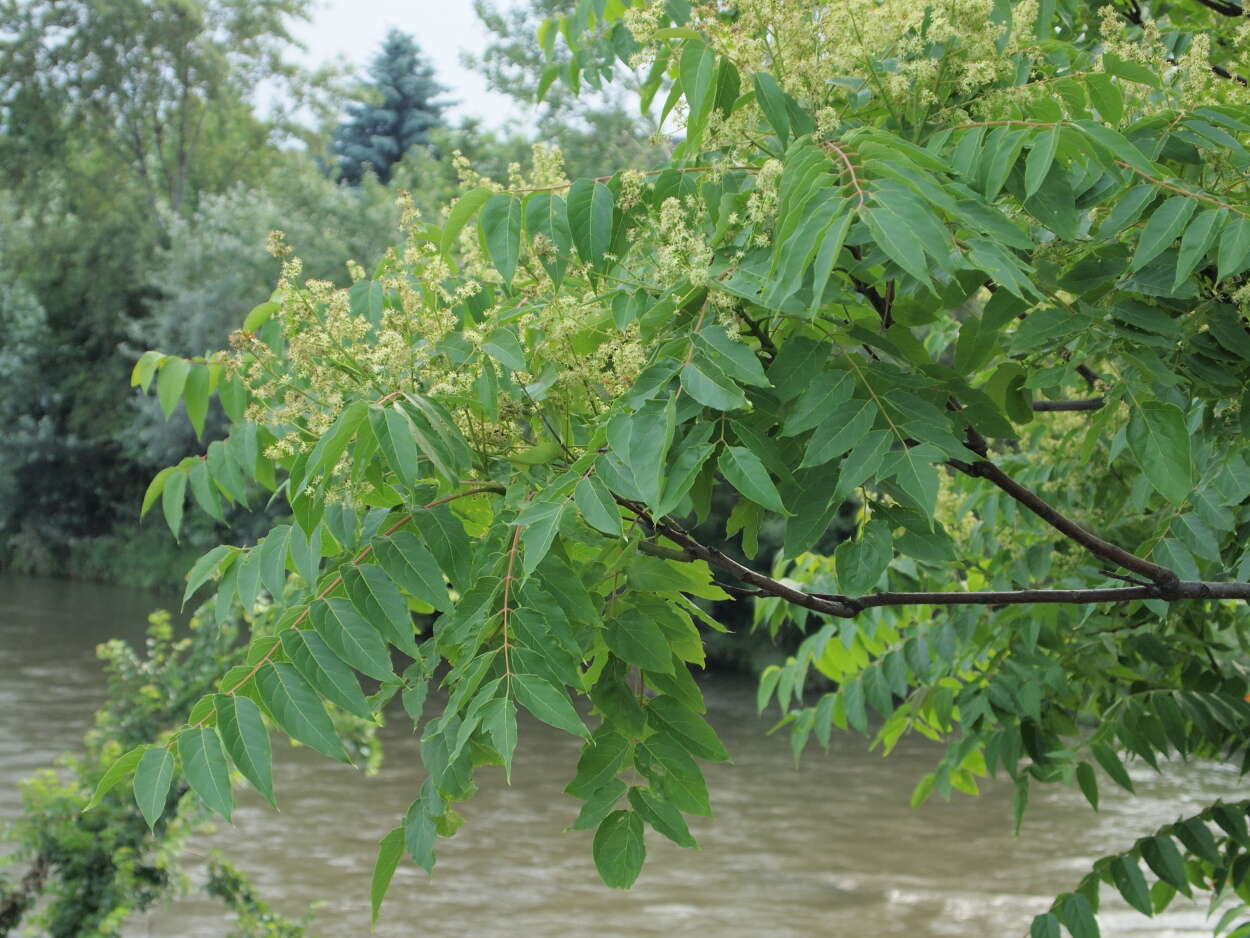 Image of tree-of-heaven