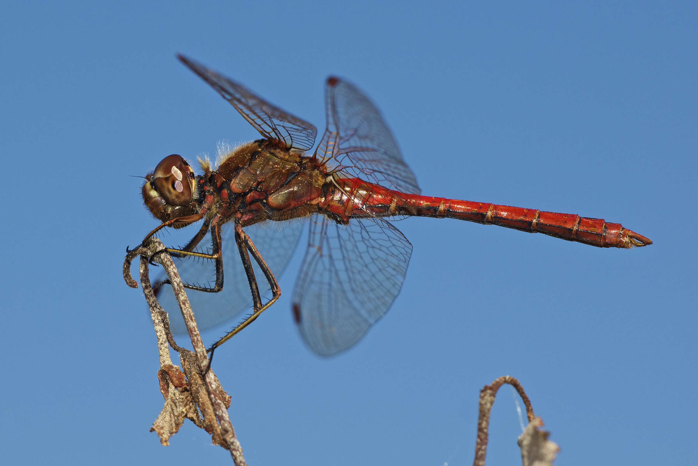 Image of Sympetrum Newman 1833