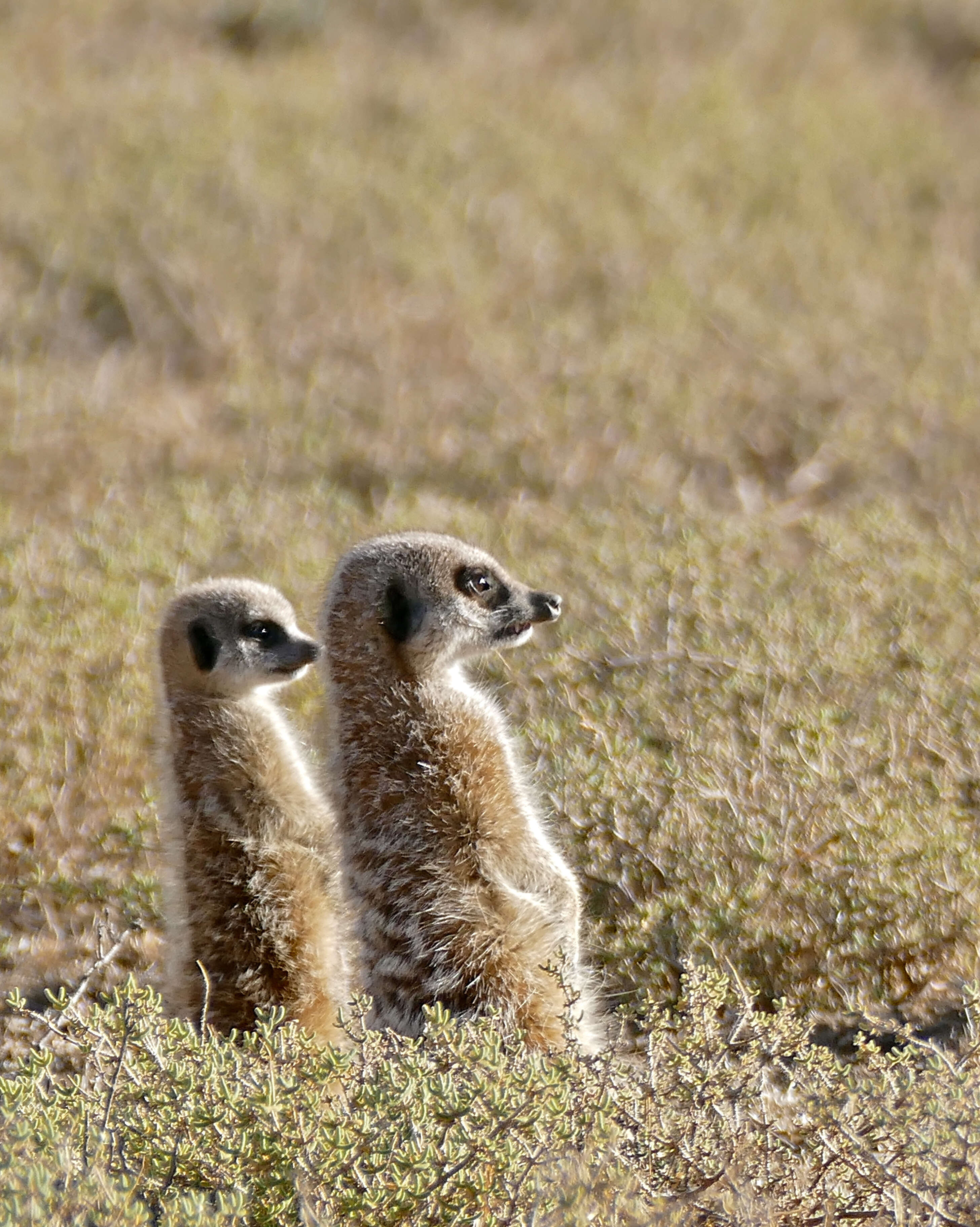 Image of Suricata Desmarest 1804