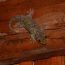 Image of Fish-scale Gecko