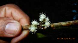 Sivun Garcinia macrophylla Mart. kuva