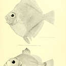 Image of Senbei fish
